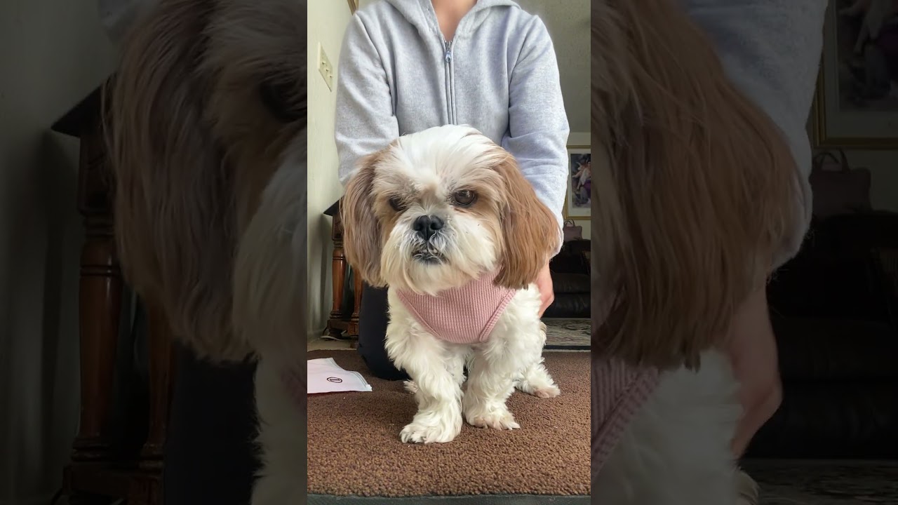 Get KYEESE Dog Shirts Now on Amazon #dogs #smalldog #shihtzu