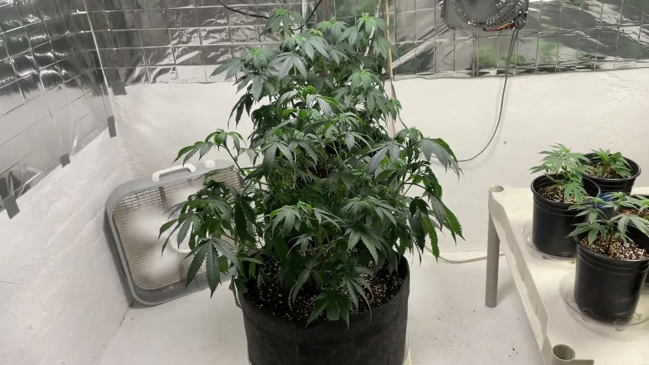 48 Hours Dark Before Harvest