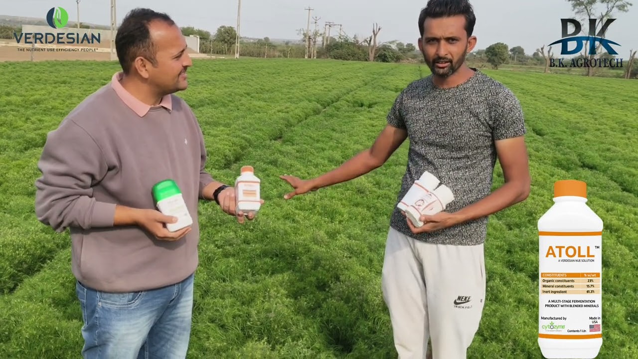🌾 જીરામાં જોરદાર જમાવટ 🌾 | Atoll+Meraki+Ortho P+CaB Plus | High Yield Cumin Crop