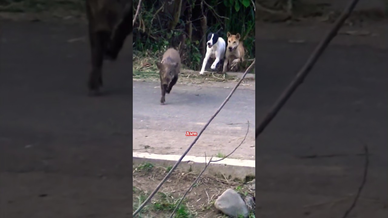 Aksi Babi hutan Kejar kejaran