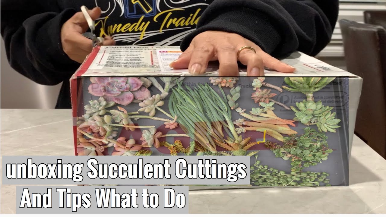 Unboxing Succulent Cuttings And Tips What To Do