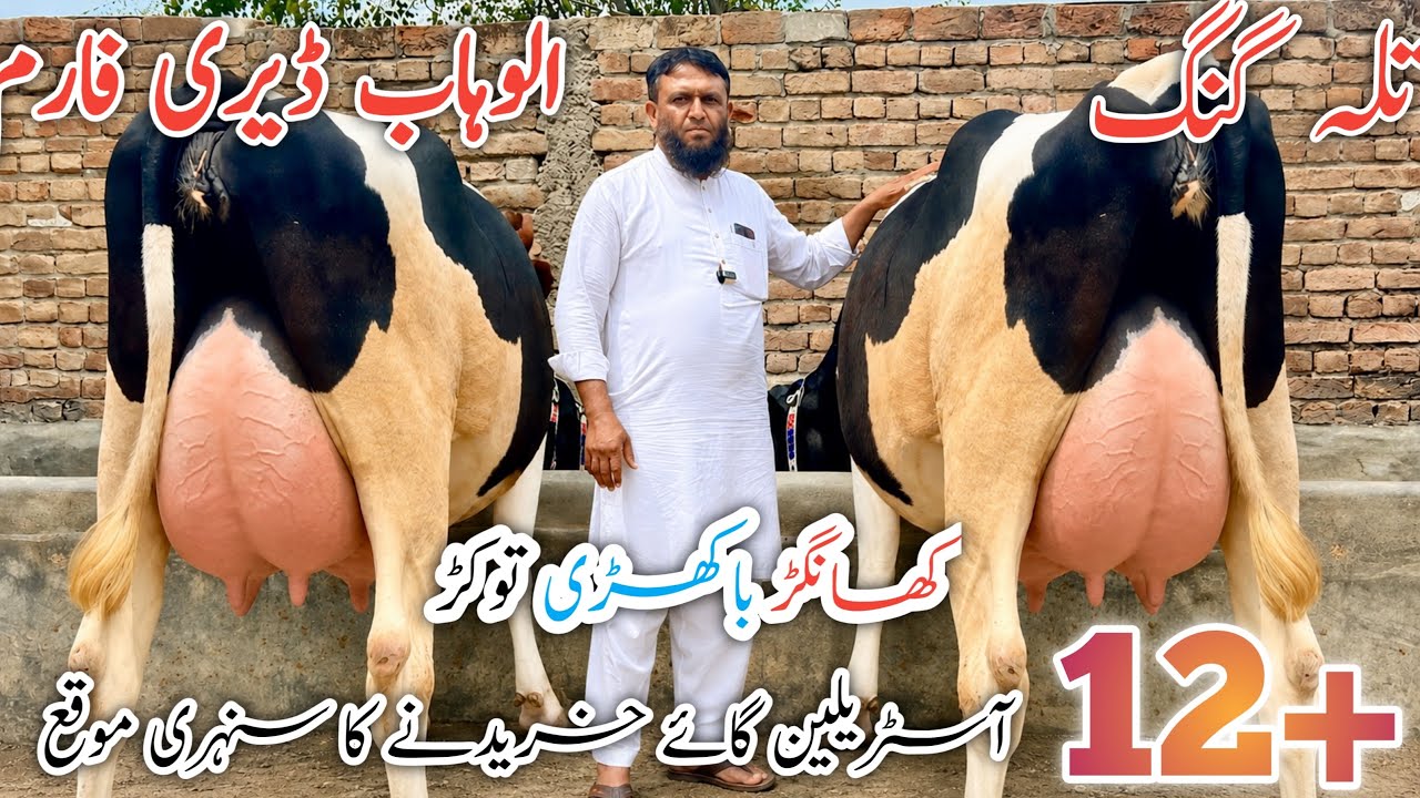 12+ Shandar Australian Cross Cows Ek Hi Farm Par! | Alwahab Dairy Farm Talagang
