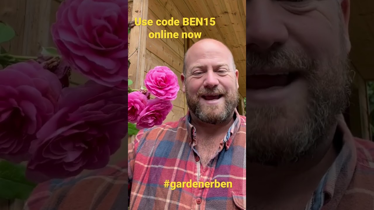 Watch my full personal review for a Gertrude Jekyll now and use code BEN15 @david_austin_roses ￼
