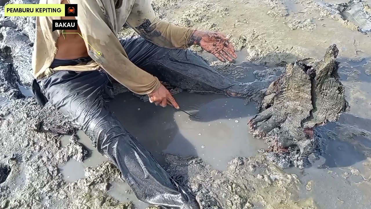 Berburu kepiting bakau, penghuni lubang 🦀 (Hunting for mud crabs in the hole )