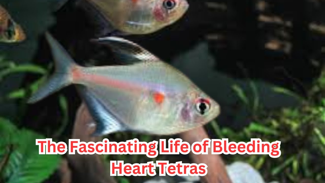 BleedingHeartTetra#TetraFish#FishSchooling#AquariumLife#Fishkeeping#ColorCommunication