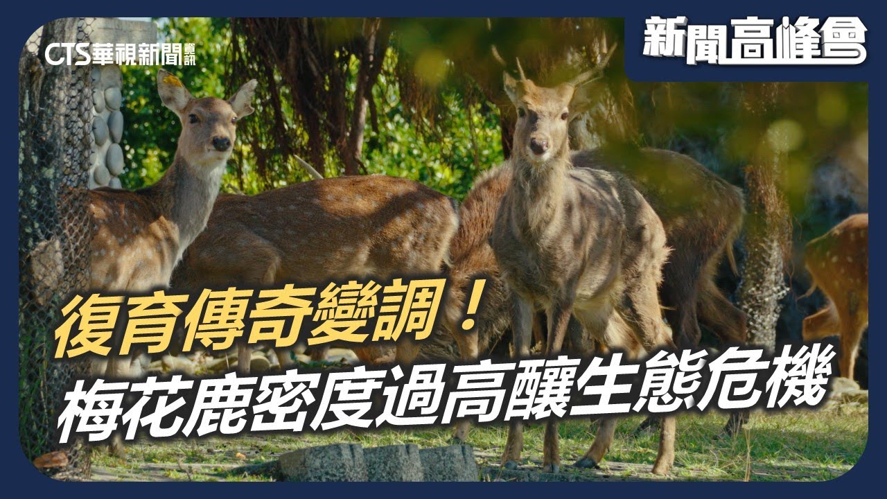 梅花鹿的消逝與重生 復育傳奇竟成生態危機！密度過高啃光樹苗 人鹿衝突不斷｜新聞高峰會 動物危機｜華視新聞 20250119
