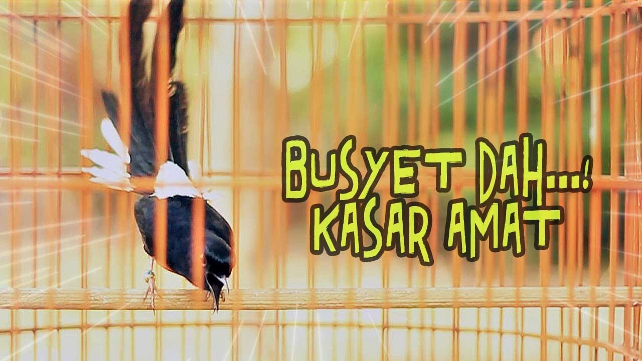 AUTO EMOSI DENGAN MURAI BATU GACOR TEMBAKAN KASAR INI
