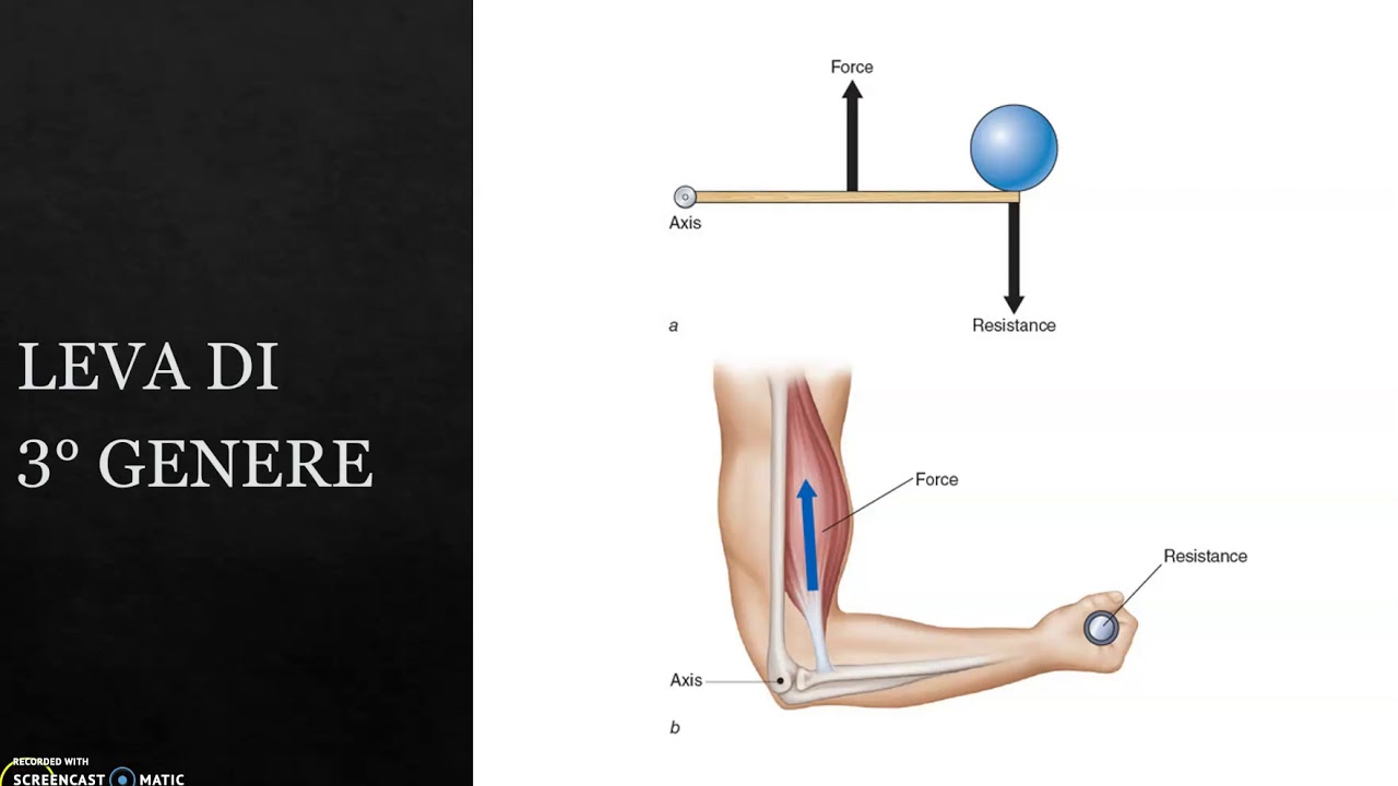 biomeccanica: le leve e il corpo umano
