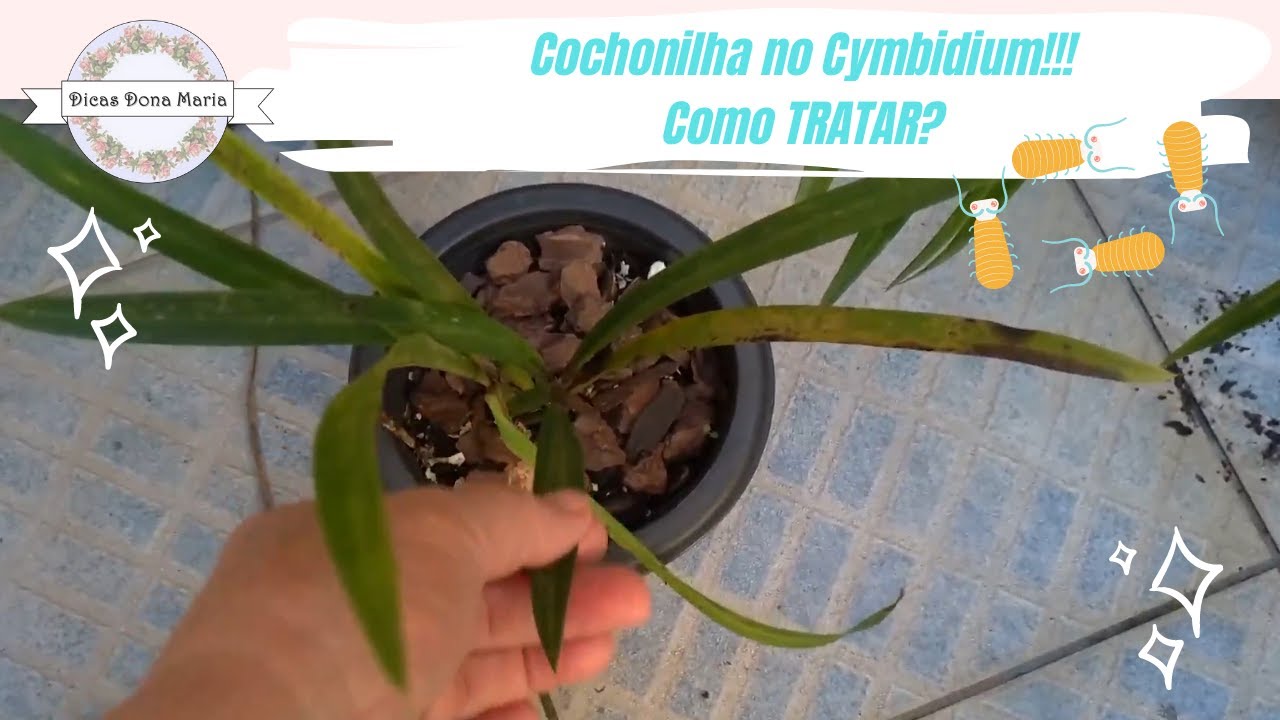 Dicas Dona Maria - Cochonilha no Cymbidium!!! Como TRATAR?