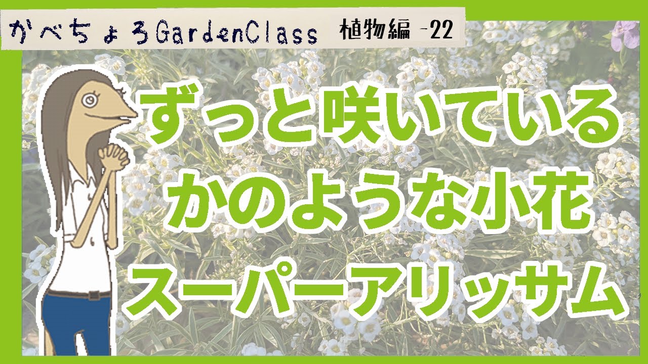 ガーデニング初心者にお勧めの草花&ldquo;スーパーアリッサム&rdquo;【庭植物編-22】