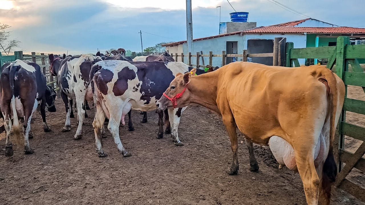 NOVILHAS LEITEIRAS DE ATÉ 28 KG POR DIA - FAZENDA ZÉ DE DANDA!
