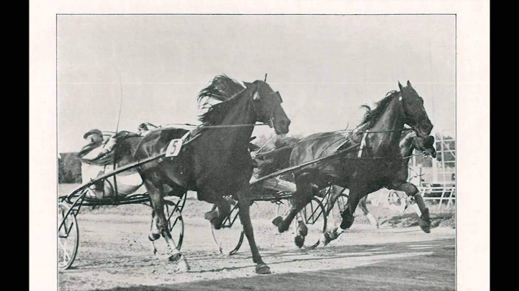 Hazleton campione importato di Giuseppe Moscuzza