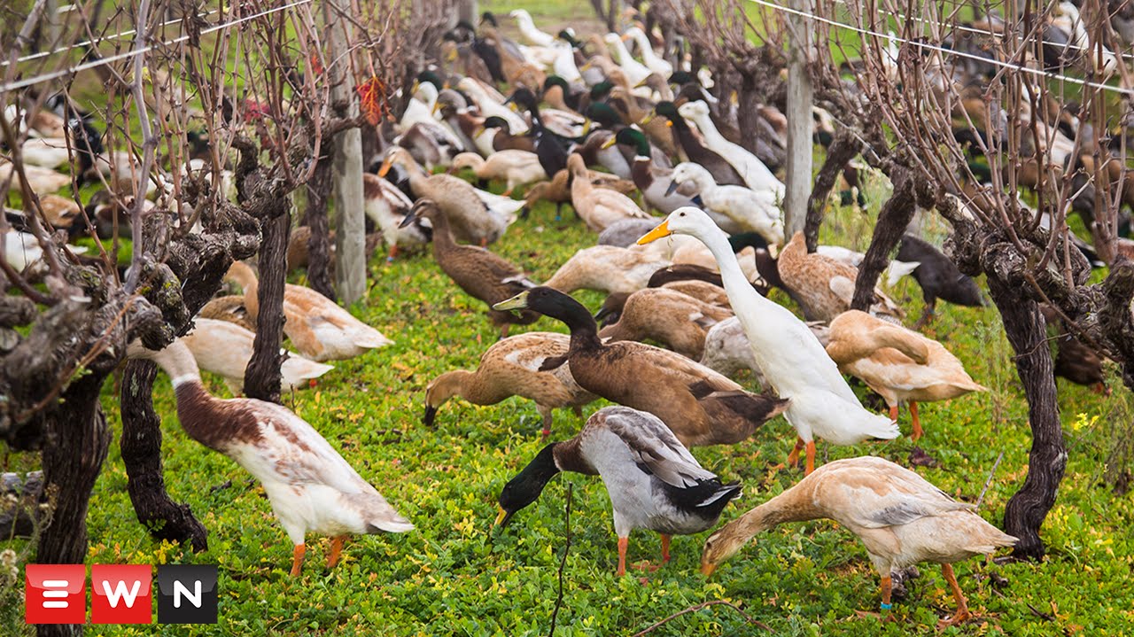 Watch 1000 ducks waddle to work on wine farm