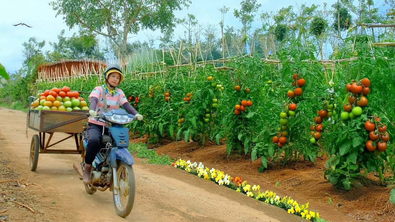 Harvesting A Truckload Of Tomatoes To Sell At The Market, Cooking With Tomatoes, Gardening
