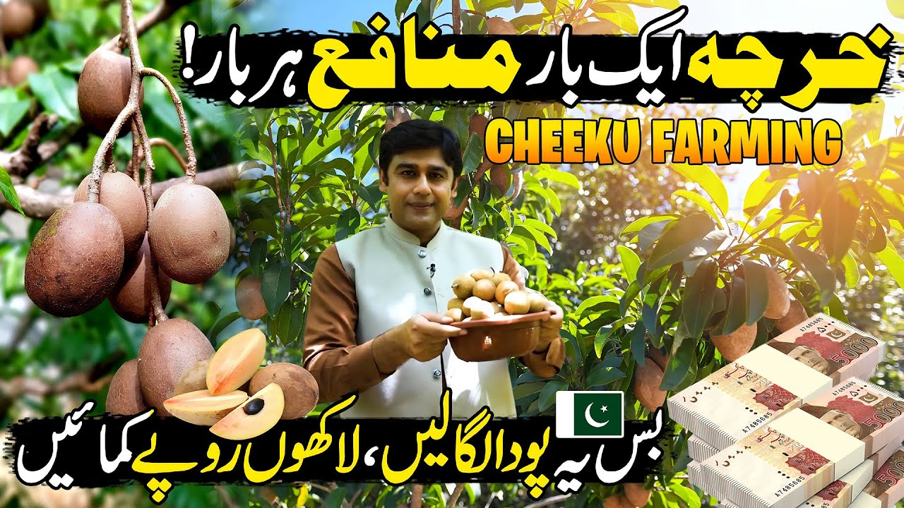 Cheeku (Sapodilla) Farming | Nature’s Sweet Surprise | Most Profitable Business | Kissan Ka Pakistan
