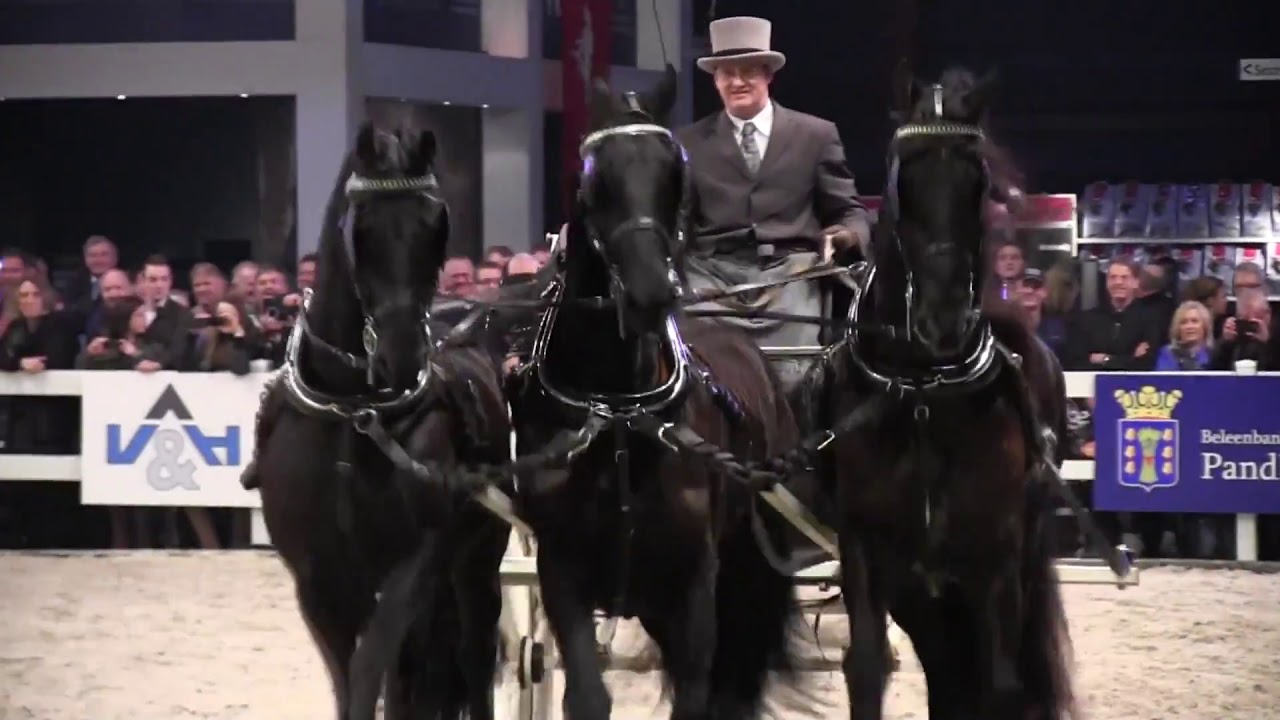 The KFPS Royal Friesian Horse Stallion Show- Be there!
