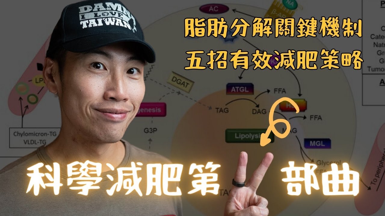 弄懂脂肪通量，了解脂肪累積以及分解的關鍵機制，大大增加減重成功率！