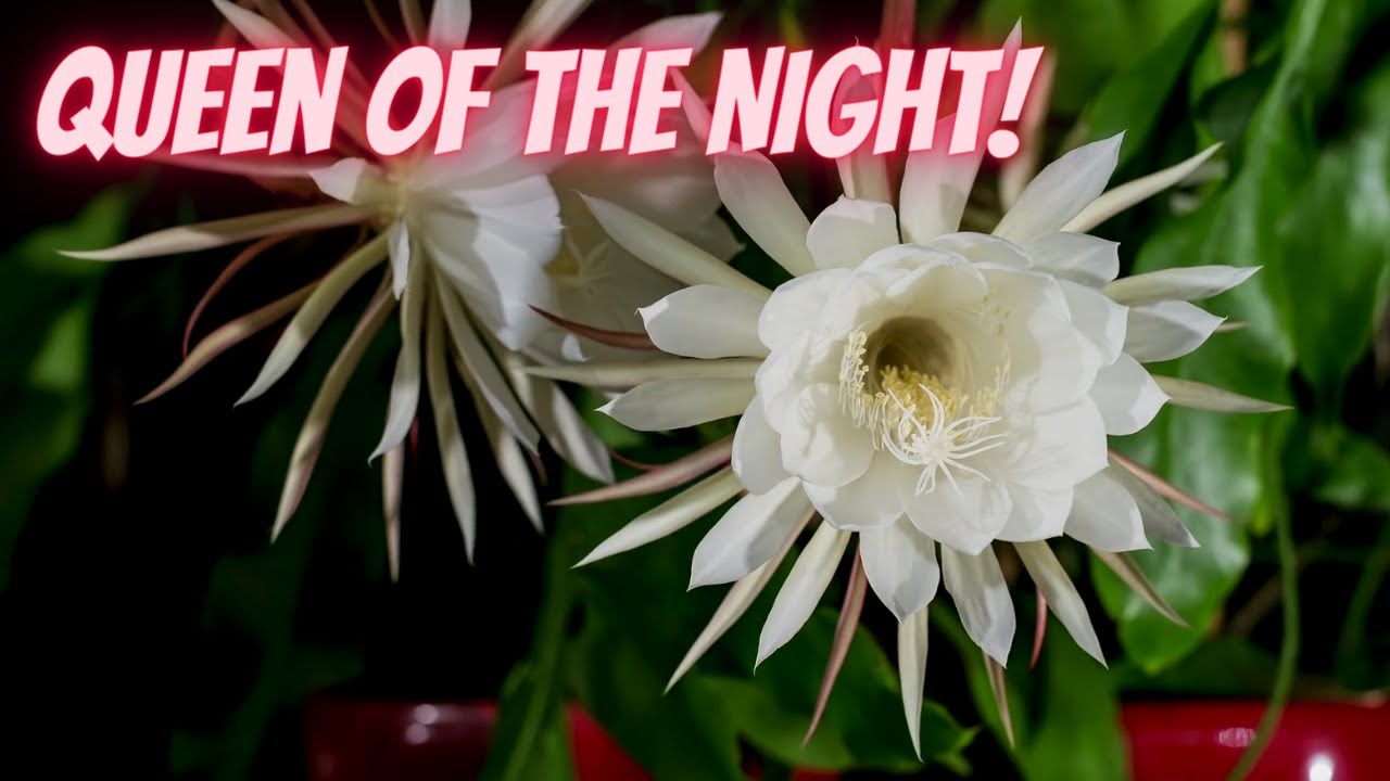Queen of the Night Plant Care (Epiphyllum Oxypetalum)