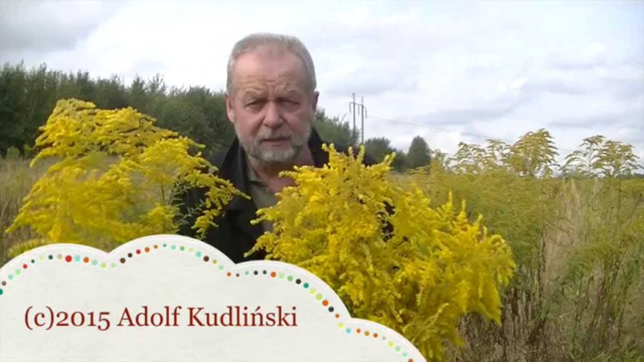 Co zrobić gdy zabraknie lek&oacute;w  - nawłoć pospolita