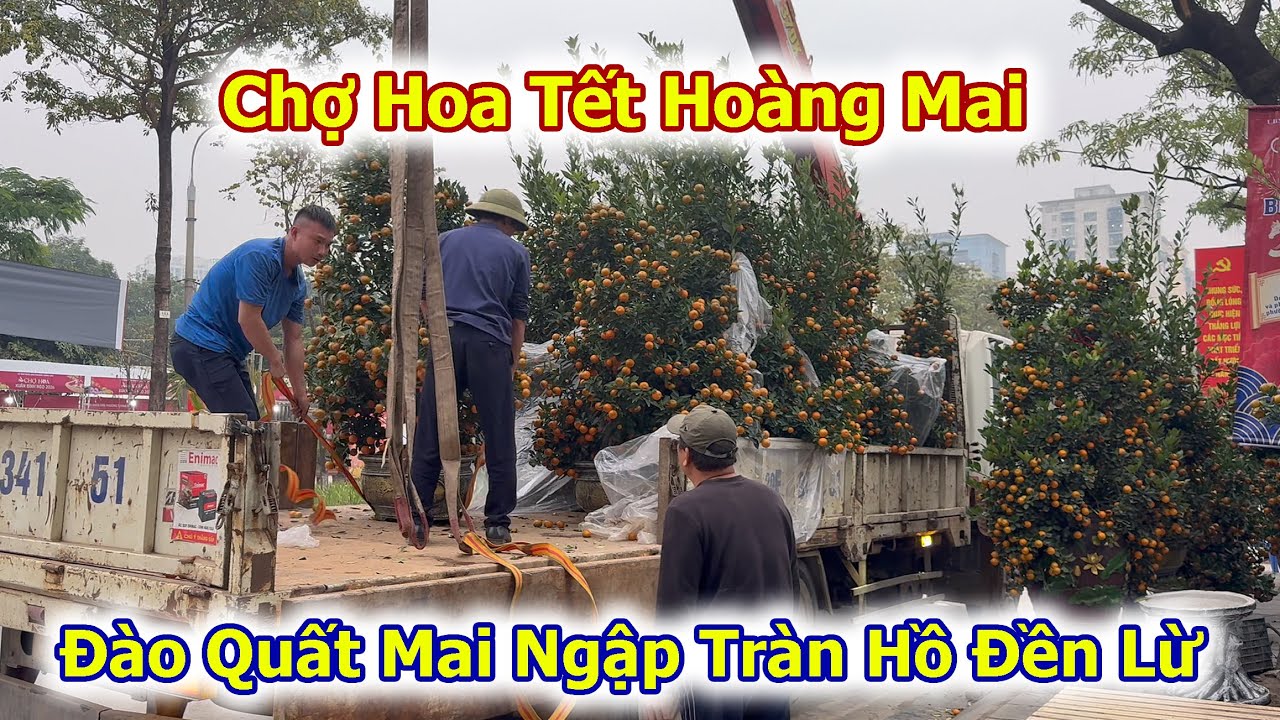 Đào Quất Mai Xuống Phố Ngập Tràn Chợ Hoa Tết Đền Lừ