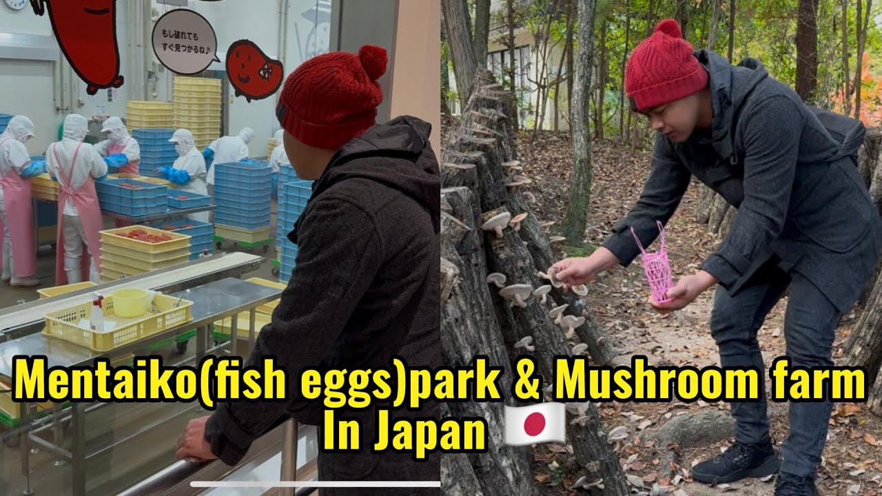 Visiting mentaiko(fish-eggs) park & mushroom farm inJapan🇯🇵/BBQ experience in Japan🇯🇵