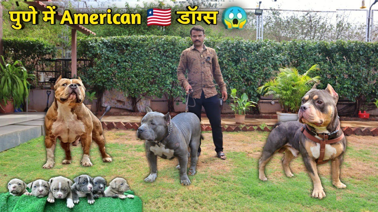 जबरदस्त !!🔥 पुणे मै American डॉग्स | Pune’s Best American Bully🔥