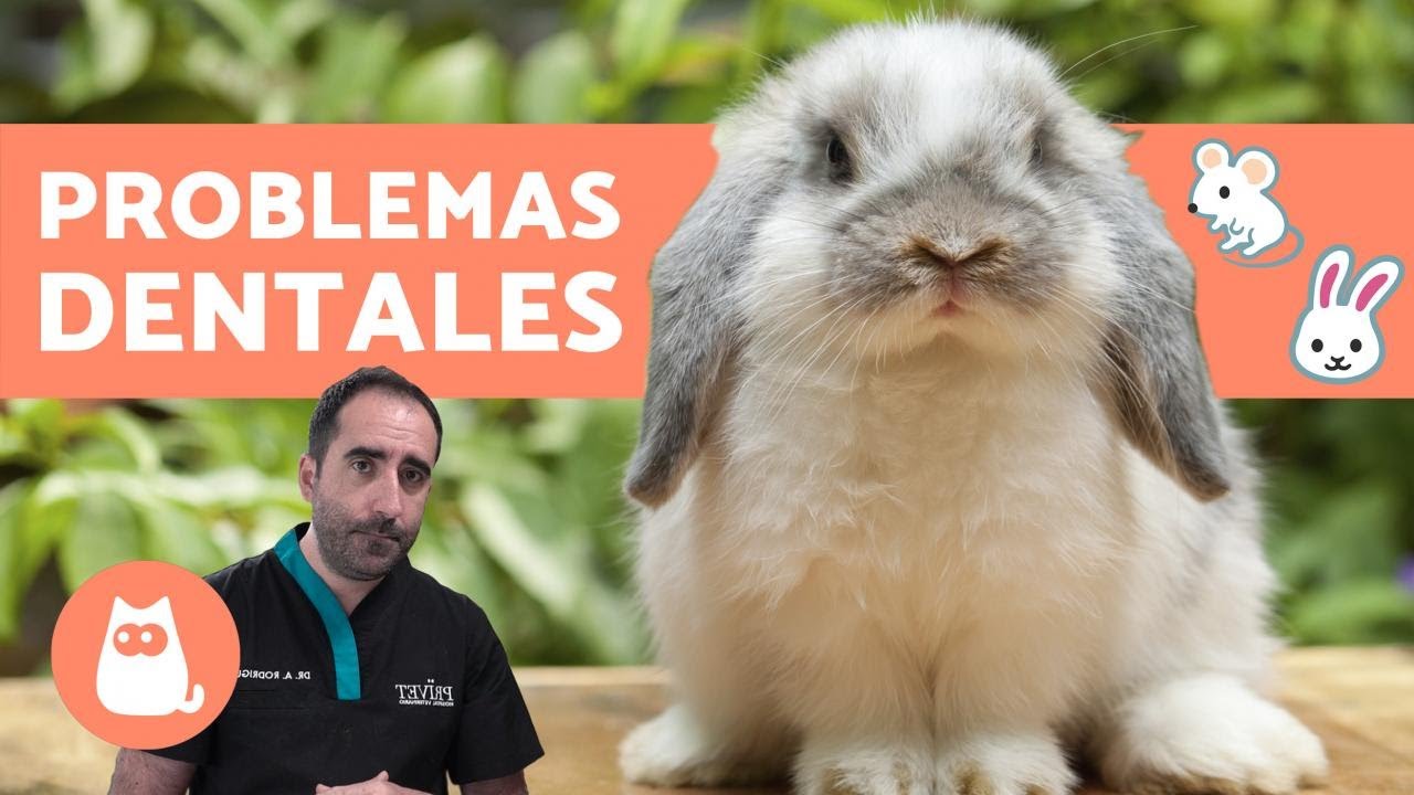 PROBLEMAS DENTALES EN CONEJOS Y ROEDORES