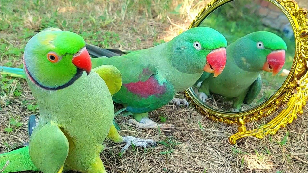 Indian Parrot Talking in Mirror | Funny Talking Ringneck Parrot