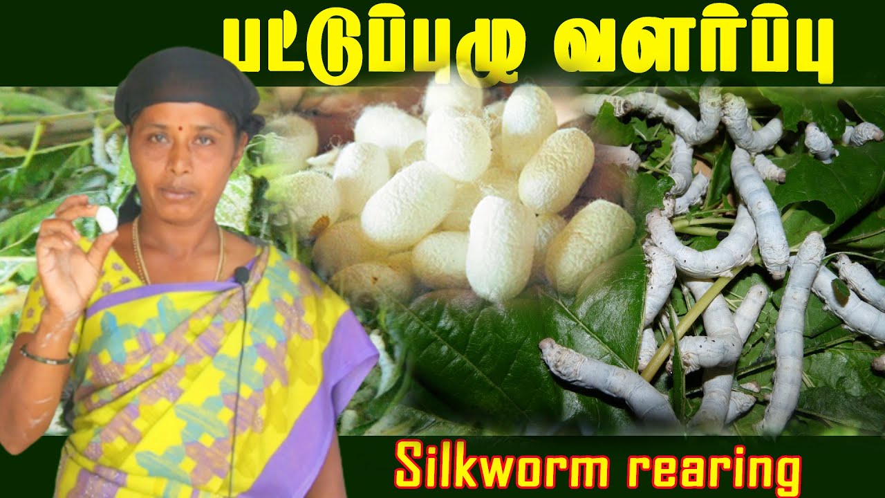 பட்டுப்புழு வளர்ப்பு | Sericulture Business  |20 நாட்களில் அதிக வருமானம் தரும் ஒரே தொழில்| nanbatv