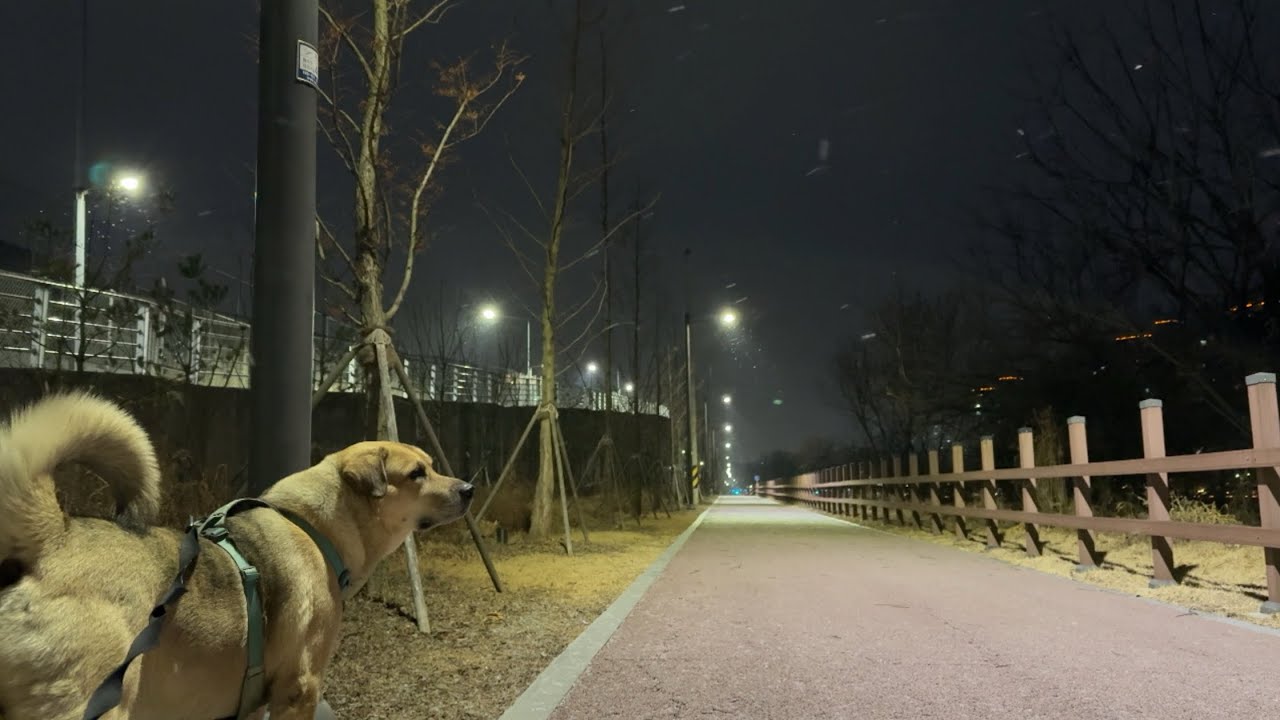 1월은 이중모 겨울개의 세상 : double coat
