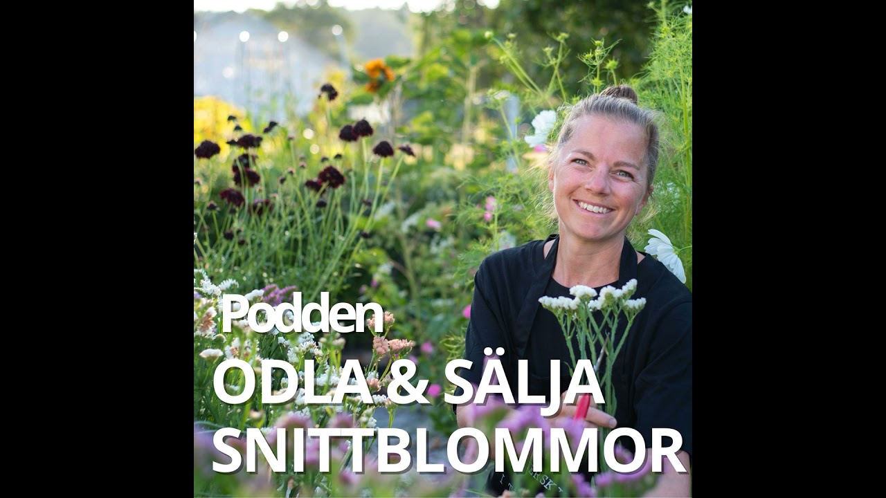 Mina 5 mest l&ouml;nsamma sommarblommor f&ouml;r bukett - perfekt f&ouml;r nyb&ouml;rjaren Swish And Grab. Avsnitt 11