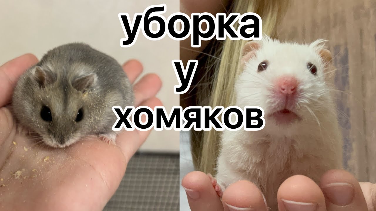 УБОРКА У ХОМЯКОВ || НОВОСТИ || хомуся