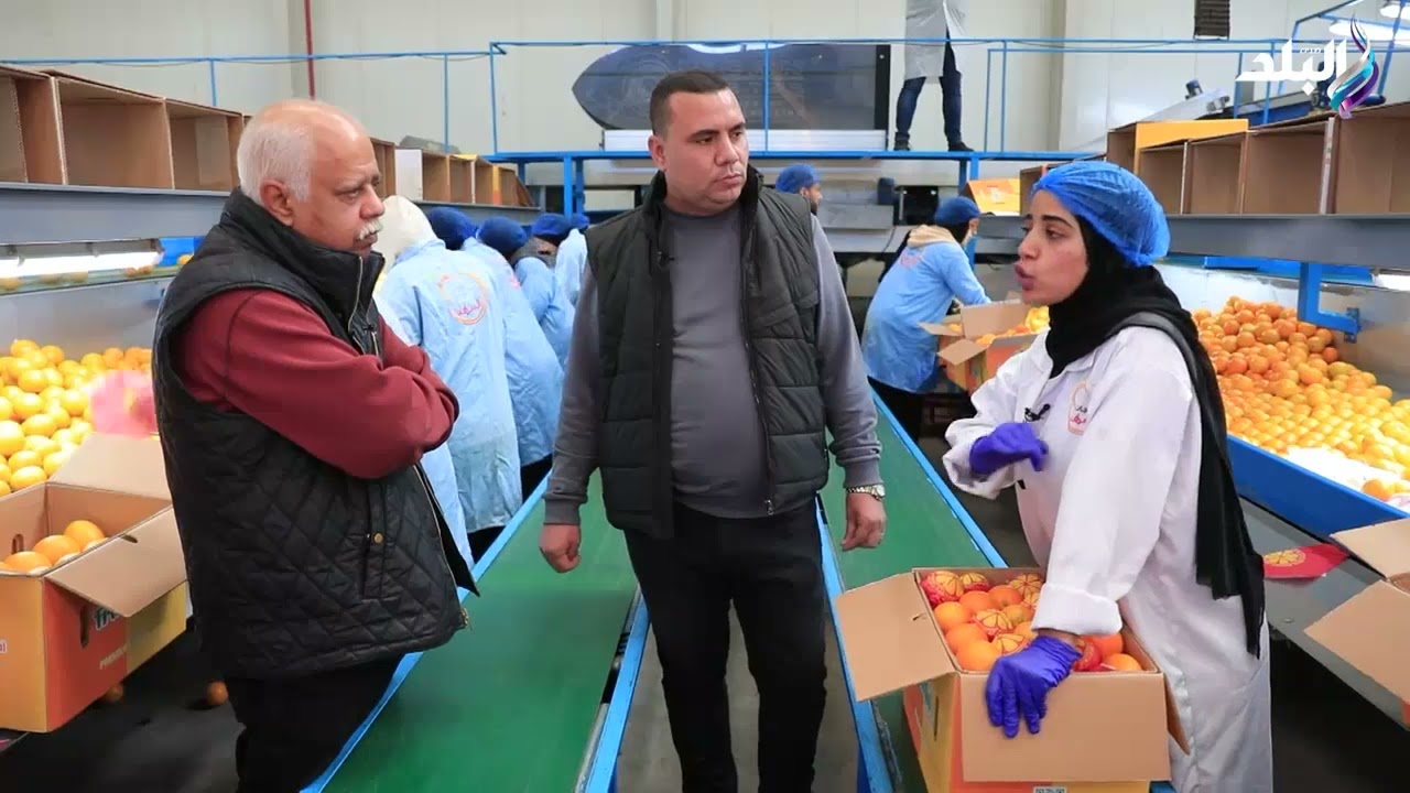 تعرف على طرق تحضير البرتقال المصري للتصدير