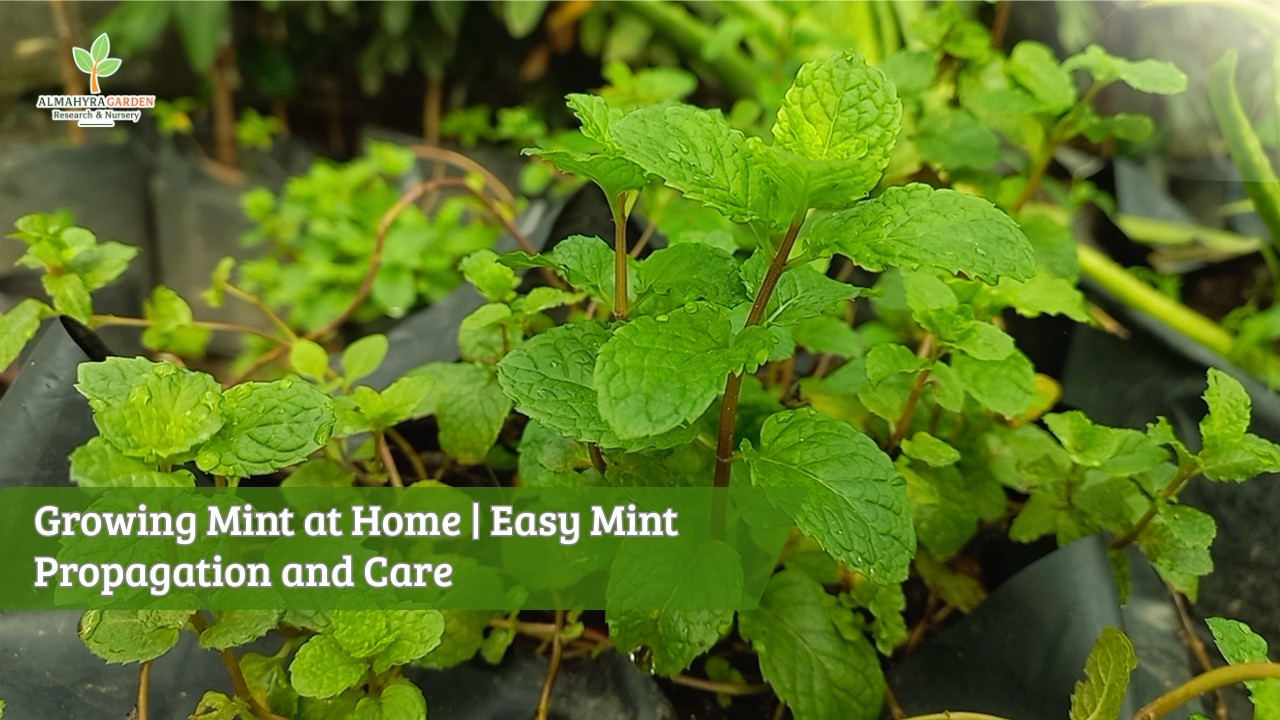 Growing Mint at Home | Easy Mint Propagation and Care