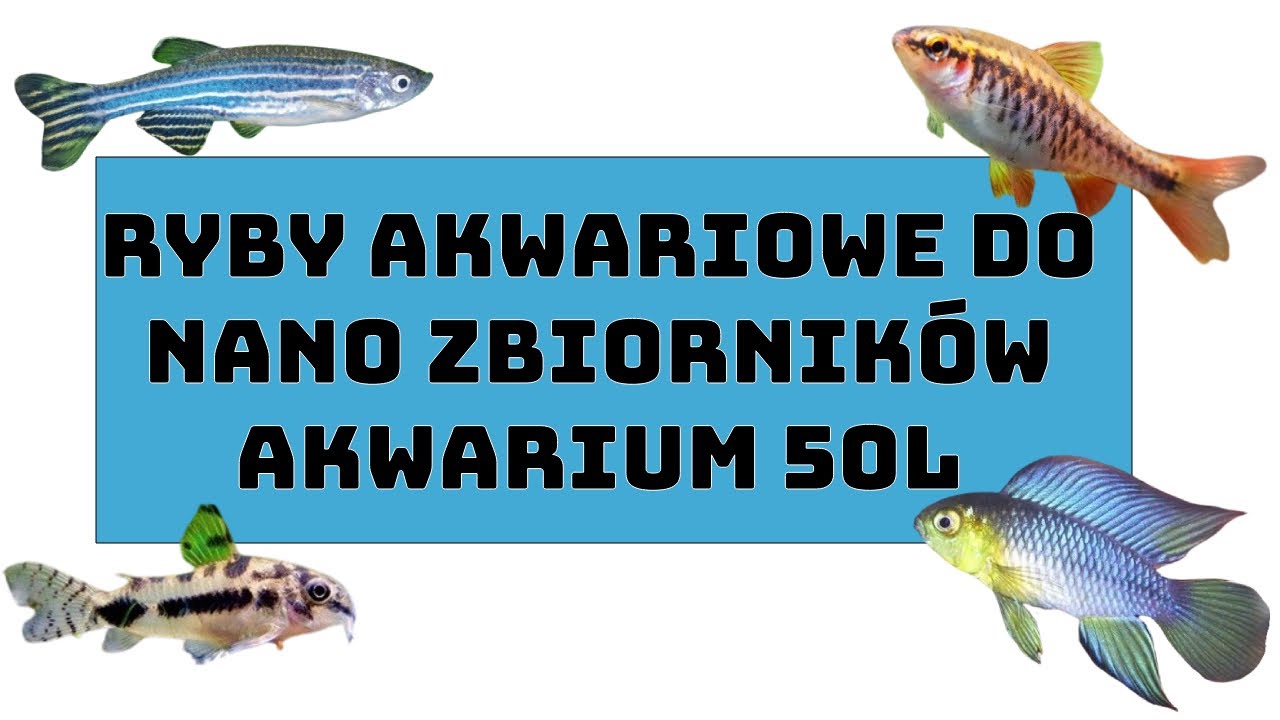 Gatunki ryb do akwarium 50l, jakie ryby do małego akwarium