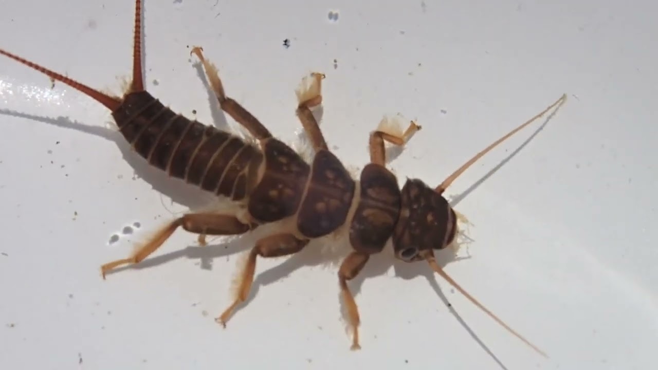 Group 17: Stoneflies (Dinocras cephalotes) nymph
