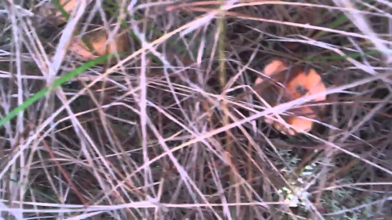 nido gigante de revollones.mp4