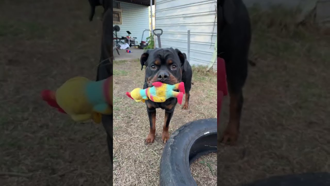 Playing with Rottweiler live!