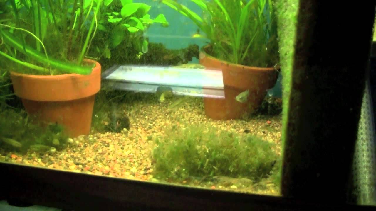 TedsFishroom Tour