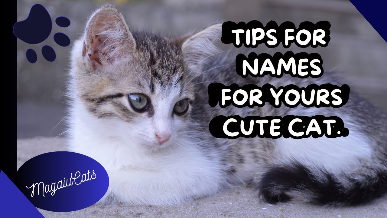50 NAMES for each MALE AND FEMALE cat breed!