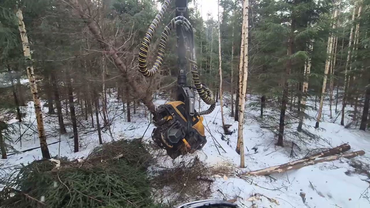 Koivikko/kuusikko enskaa keväthangilla! 
