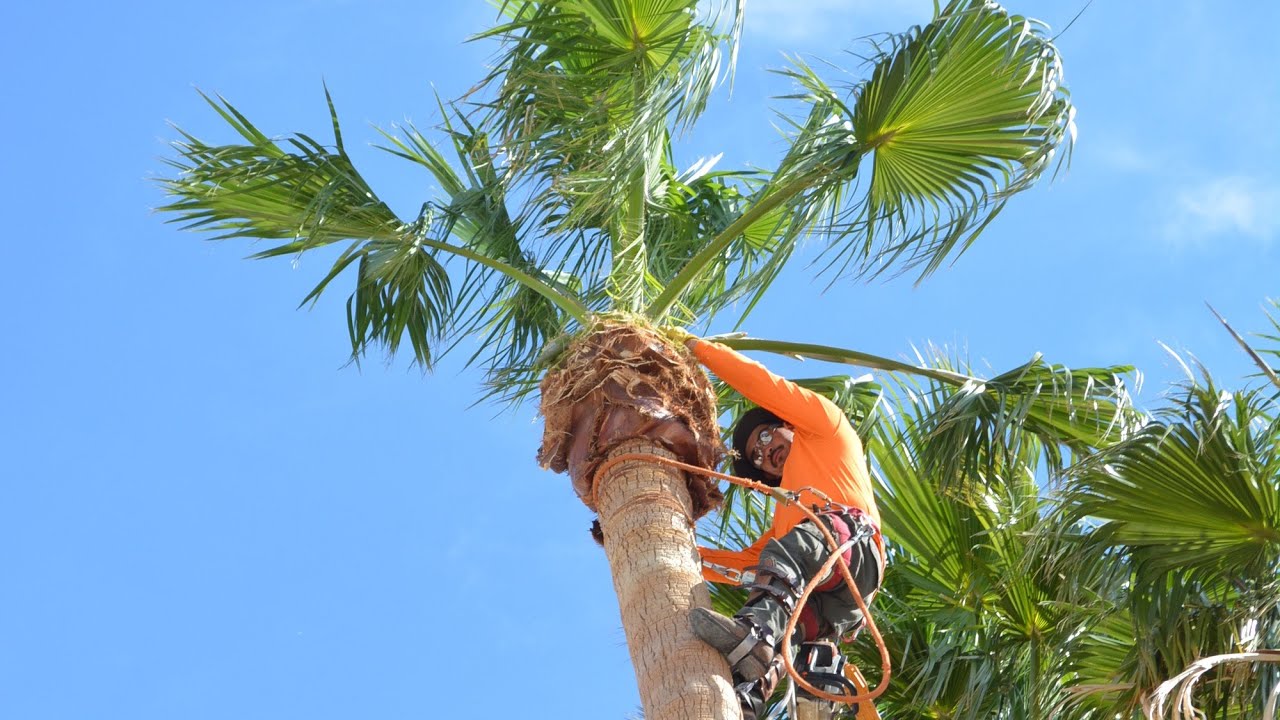 CLIMBING SKINNED PALM TREES IN LAS VEGAS
