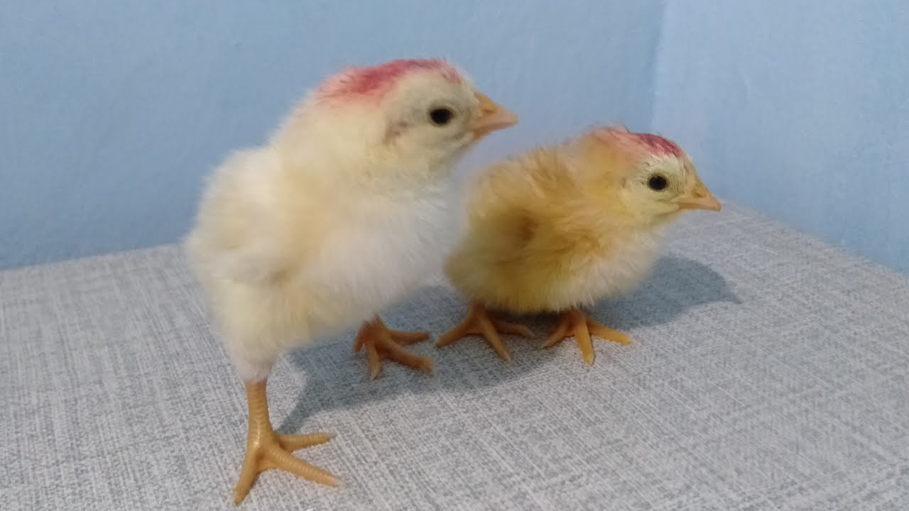 KASIH MAKAN BOCIL MULAI BETERNAK