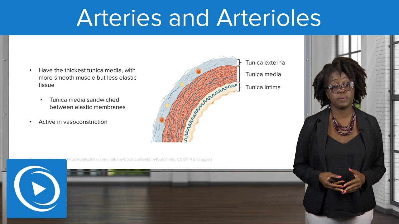 Arteries and Arterioles &ndash; Physiology | Lecturio Nursing