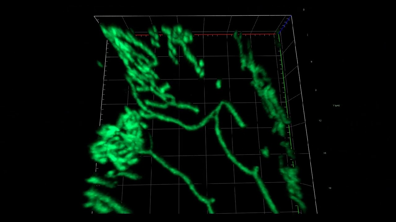 Confocal laser scanning microscope Zeis LSM900 Airyscan: 3D Airyscan images - Video 4