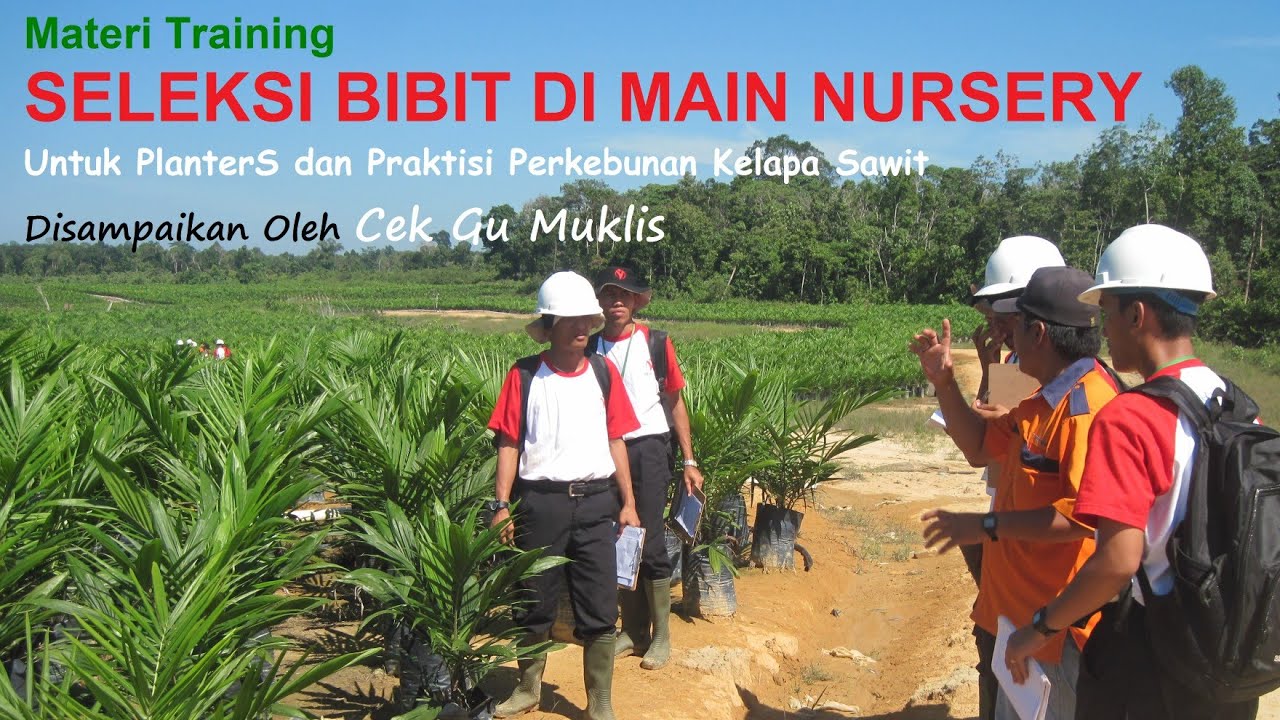 Materi Training Seleksi Bibit Sawit di MN@cekgumuklis4351