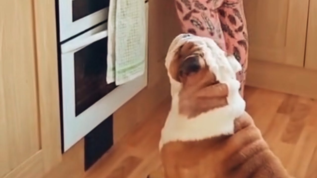 Пабло всегда был главным над Люси 😅