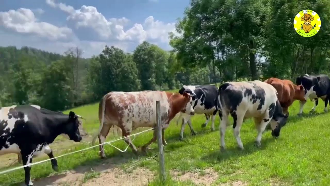 Hier kommt sie 😍:  Die Glücksherde mit 28 Rindern ohne jegliche Nutztierhaltung