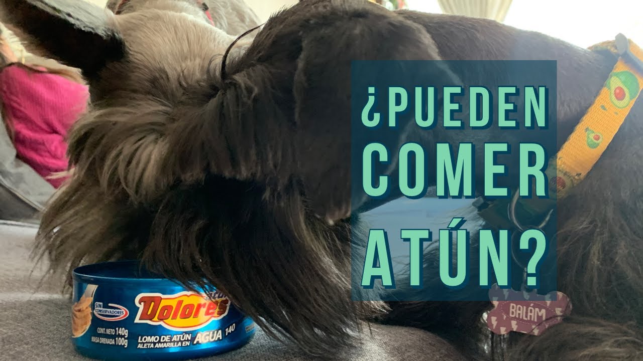 🐶 🐟  ¿Los perros pueden comer atún? Seguimos en el cambio de croquetas a comida natural🐾 Perrhijos