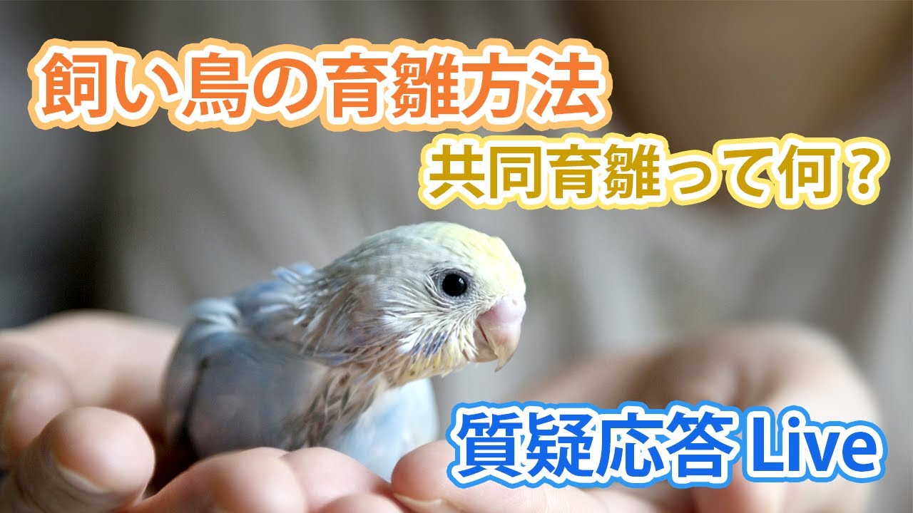 飼い鳥の育雛方法　共同育雛って何？【質疑応答ライブ】